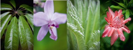 Regal Port Douglas Tropical Flora